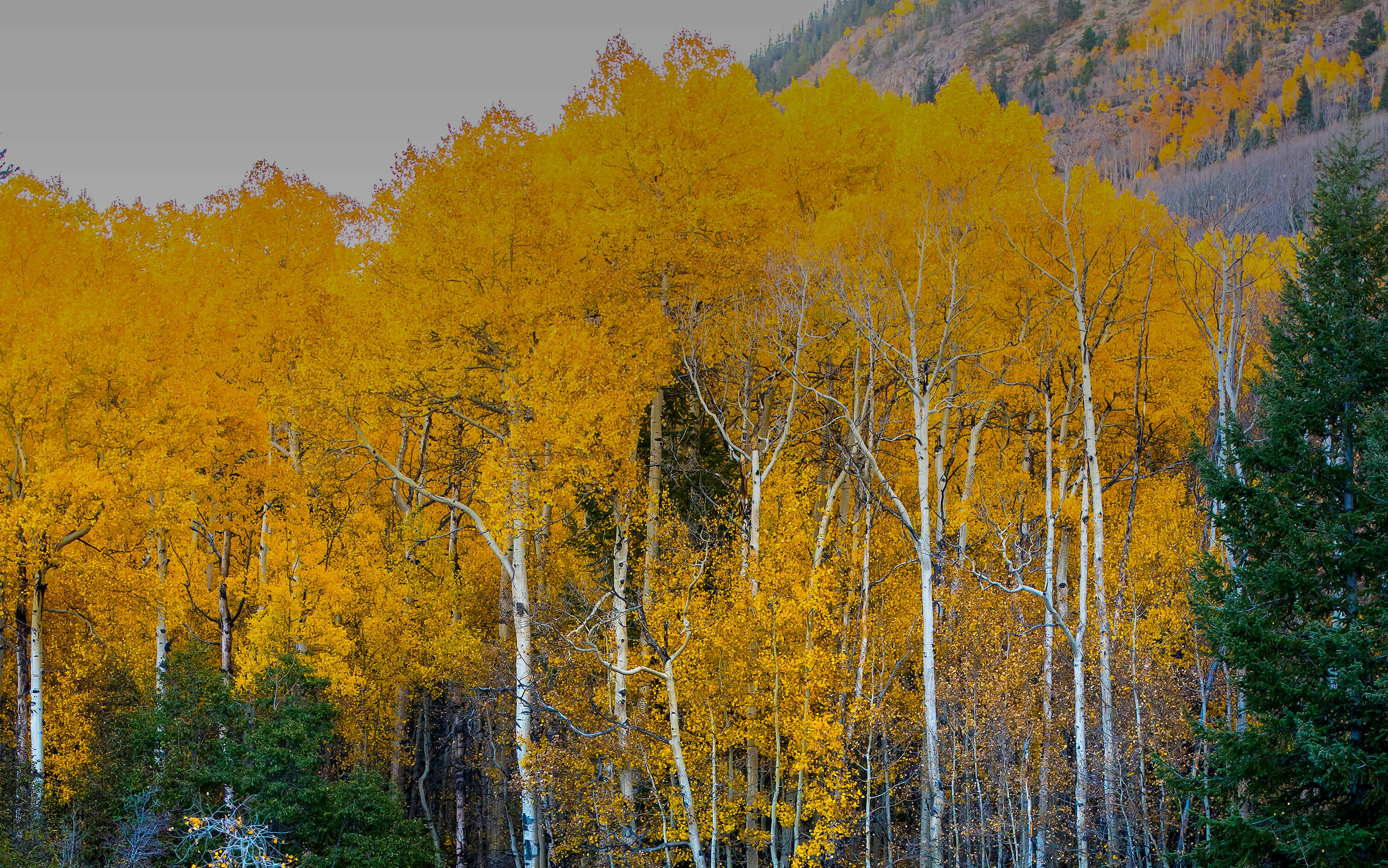 Aspen Legal internal website header